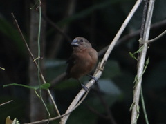 Sporophila angolensis