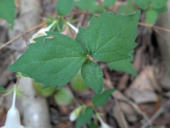 Diabelia spathulata, photograph plant 0302, CC BY, iNaturalist via GBIF