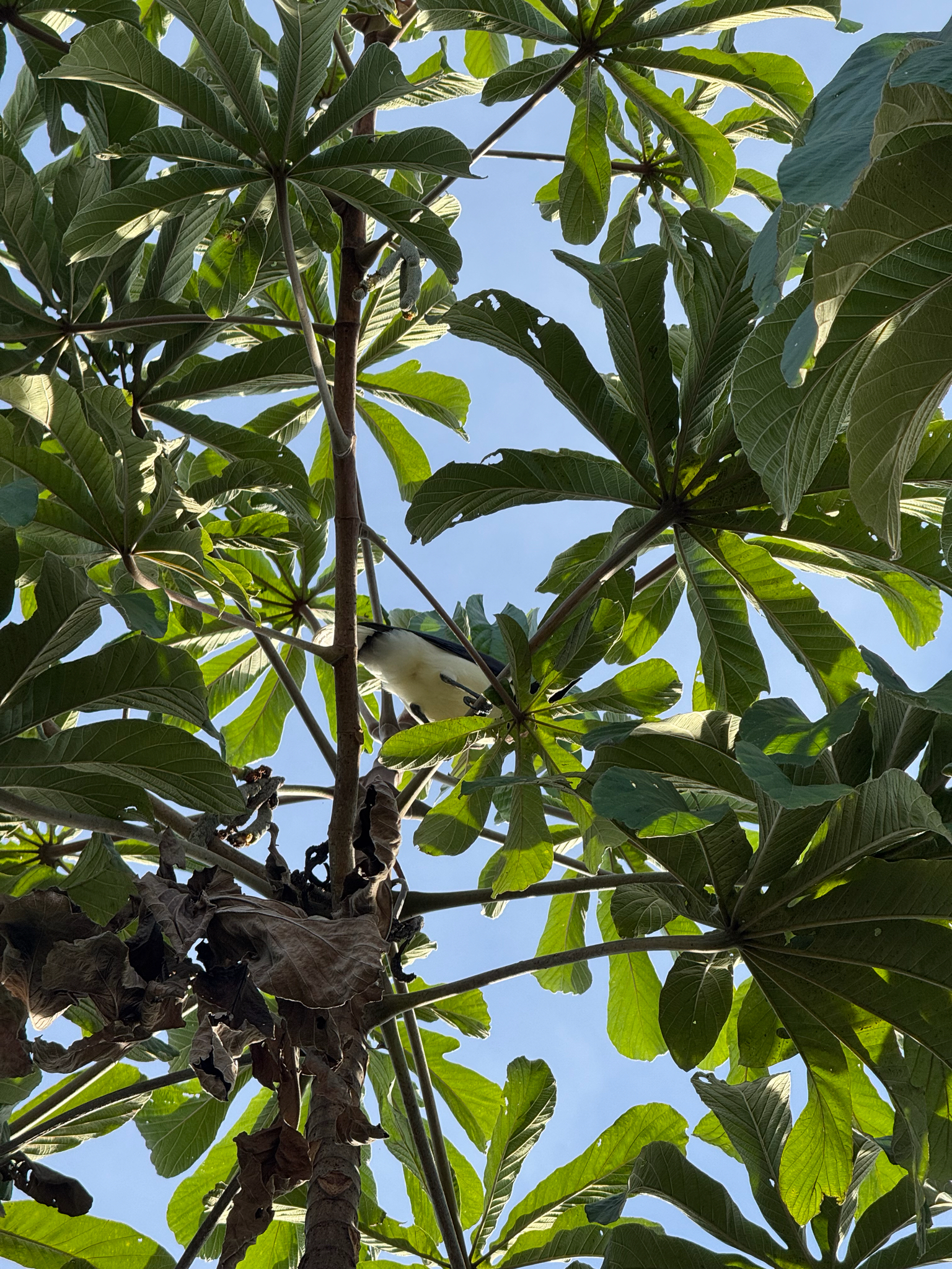 Curl-crested Jay (Cyanocorax cristatellus), photo 7