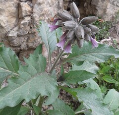 Physochlaina orientalis