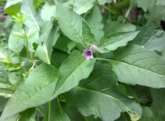 Physochlaina orientalis, photograph нина рафаиловна, CC BY, iNaturalist via GBIF