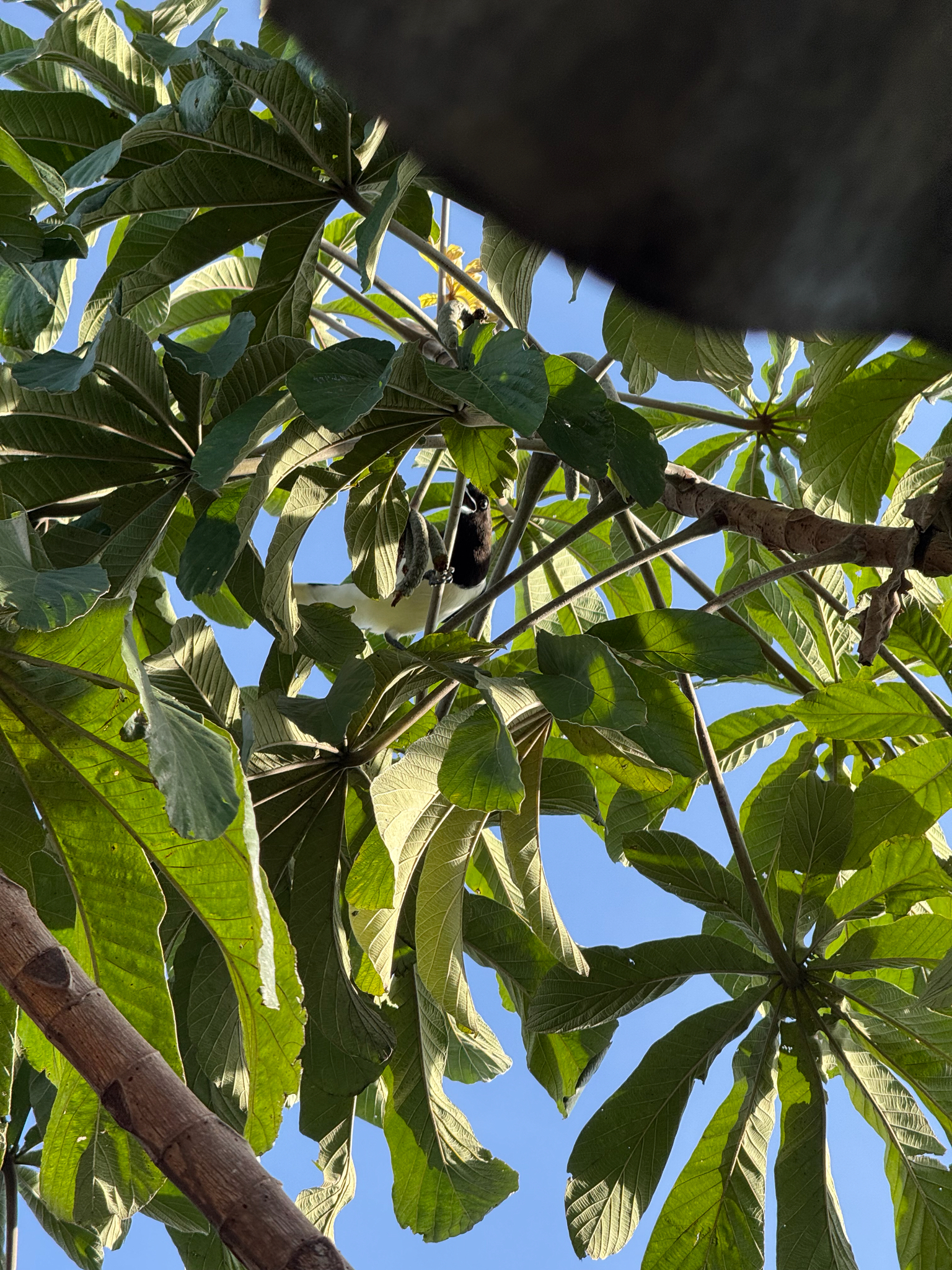 Curl-crested Jay (Cyanocorax cristatellus), photo 9