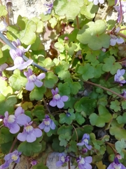 Cymbalaria muralis