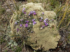 Astragalus peruvianus