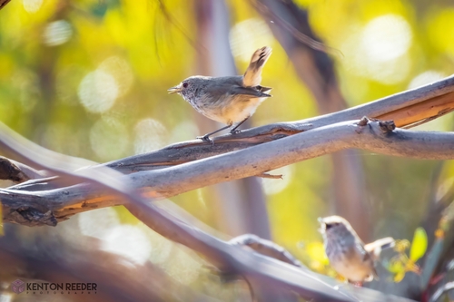 Inland Thornbill