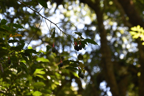 Ocotea tenera - Leaves