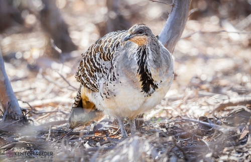Malleefowl
