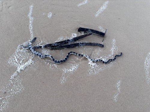 Elegant Sea Snake