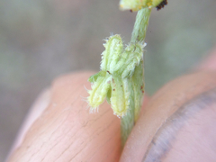 Pectocarya linearis ferocula