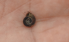 Planorbis carinatus