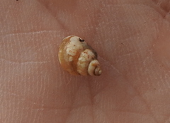 Bithynia tentaculata