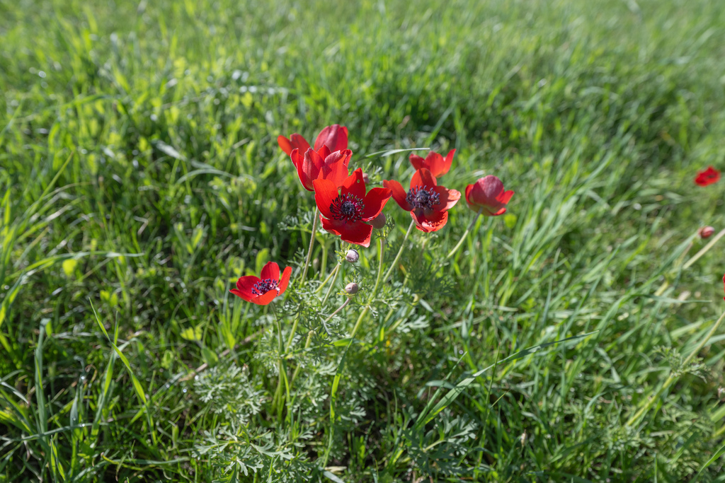Anemone bucharica; photograph Morten Ross, CC BY, iNaturalist via GBIF