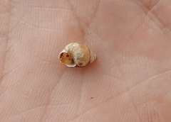 Bithynia tentaculata