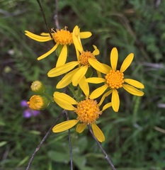 Senecio ampullaceus
