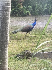 Pavo cristatus × muticus