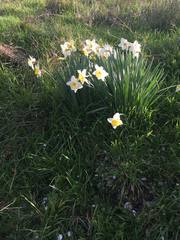 Pseudonarcissi