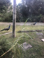 Pavo cristatus × muticus