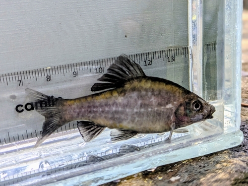 Melon barb (Haludaria fasciata) — Cyprinidae — 5
