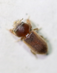 Tropicus pusillus