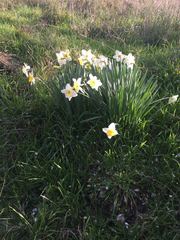 Pseudonarcissi