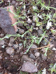 Pectocarya linearis ferocula