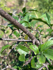 Phyllogeiton discolor, photograph author not stated, no rights reserved