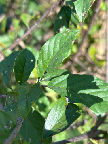 Phyllogeiton discolor, photograph 1