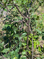 Phyllogeiton discolor, photograph author not stated, no rights reserved
