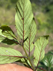 Phyllogeiton discolor, photograph author not stated, no rights reserved