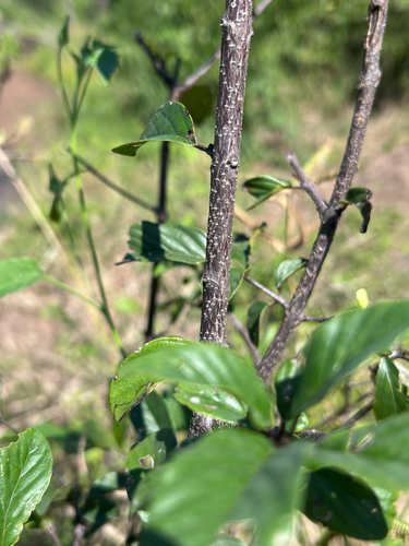 Phyllogeiton discolor, photograph 5