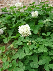 Trifolium repens