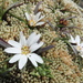 Rockhausenia apiculata - Photo (c) fabien_anthelme,  זכויות יוצרים חלקיות (CC BY-NC), הועלה על ידי fabien_anthelme