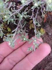 Stylocline gnaphaloides