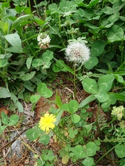 Taraxacum officinale