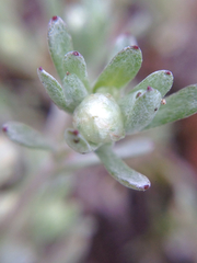 Stylocline gnaphaloides