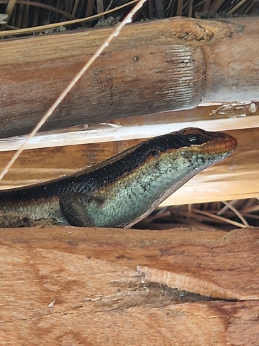Wahlberg’s Striped Skink