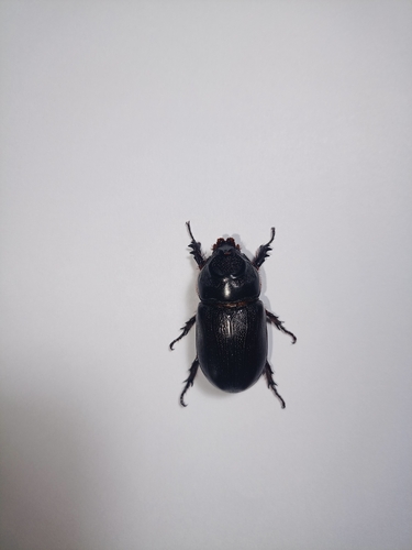 Coconut Rhinoceros Beetle