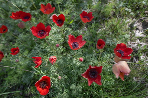 Anemone bucharica, photograph 3