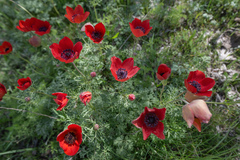 Morten Ross, CC BY, iNaturalist via GBIF Anemone bucharica, photograph Morten Ross, CC BY, iNaturalist via GBIF