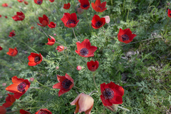 Morten Ross, CC BY, iNaturalist via GBIF Anemone bucharica, photograph Morten Ross, CC BY, iNaturalist via GBIF