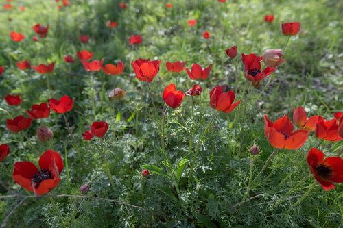 Anemone bucharica, photograph 6