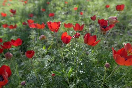 Anemone bucharica, photograph 5