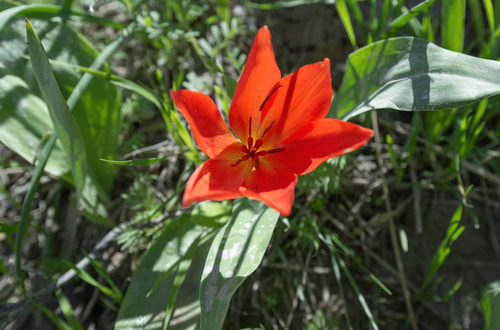 Tulipa praestans, photograph 3