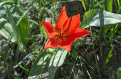 Tulipa praestans, photograph (c) Morten Ross, some rights reserved (CC BY)