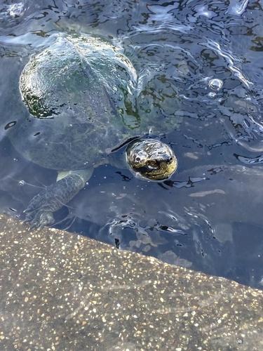 Yellow-headed Temple Turtle