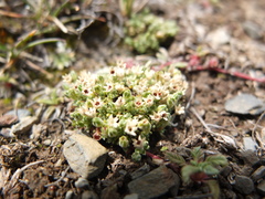Arenaria boliviana