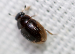 Cercyon praetextatus