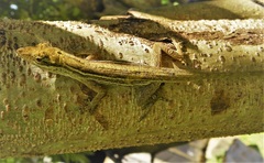 Anolis unilobatus