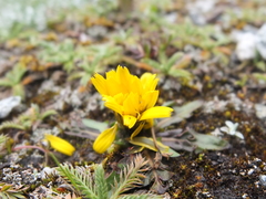 Arenaria boliviana