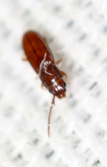 Laemophloeidae
